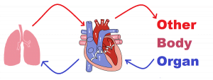 Why separate oxygenated and deoxygenated blood in mammal - Studdy