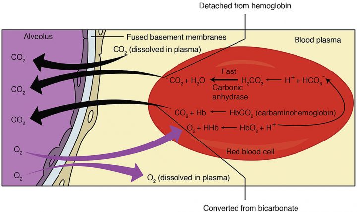 Detailed oxygen and carbon dioxide transportation in lung