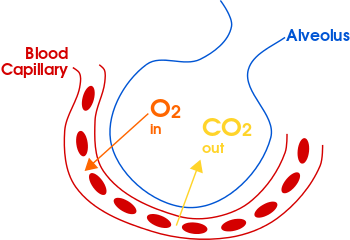 oxygen and carbon dioxide transported in human beings