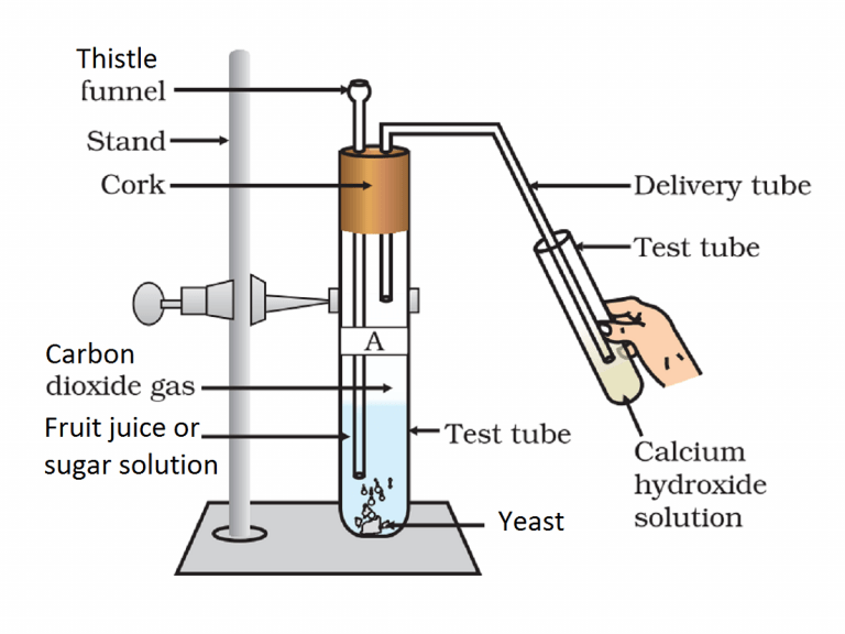 lime water milky experiment