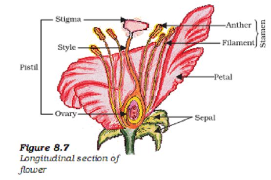 labelled diagram of the longitudinal section of a flower