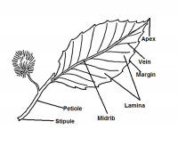 Ncert class 6 Science Getting to Know Plants Exercise answer - Studdy