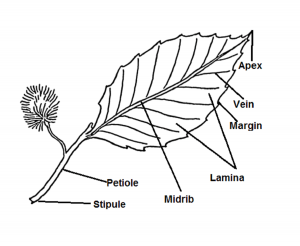 A leaf diagram