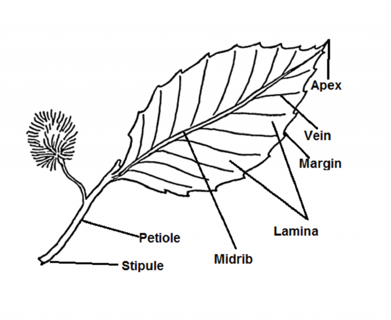 ncert-class-6-science-getting-to-know-plants-exercise-answer-studdy