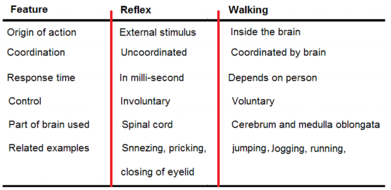 what-is-the-difference-between-a-reflex-and-walking-studdy