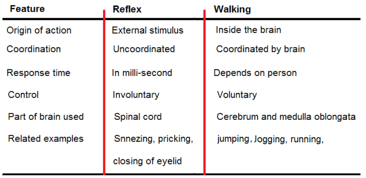 What Is The Difference Between A Reflex And Walking Studdy