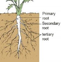 Ncert class 6 Science Getting to Know Plants Exercise answer - Studdy