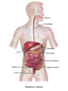 Parts of Digestive System