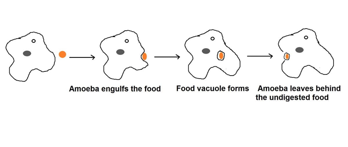 what cells in sponge move around and digest food particles