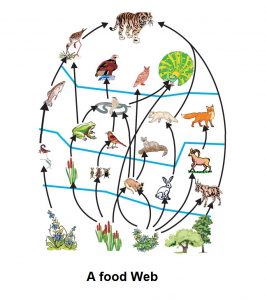 food web diagram