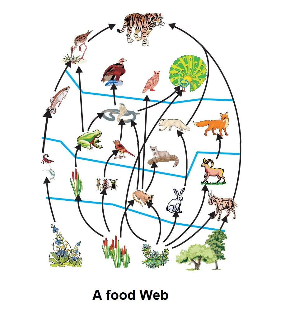 write-two-difference-between-food-chain-and-food-web-brainly-in