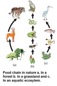 Our Environment Short Questions Class 10 Science - Studdy