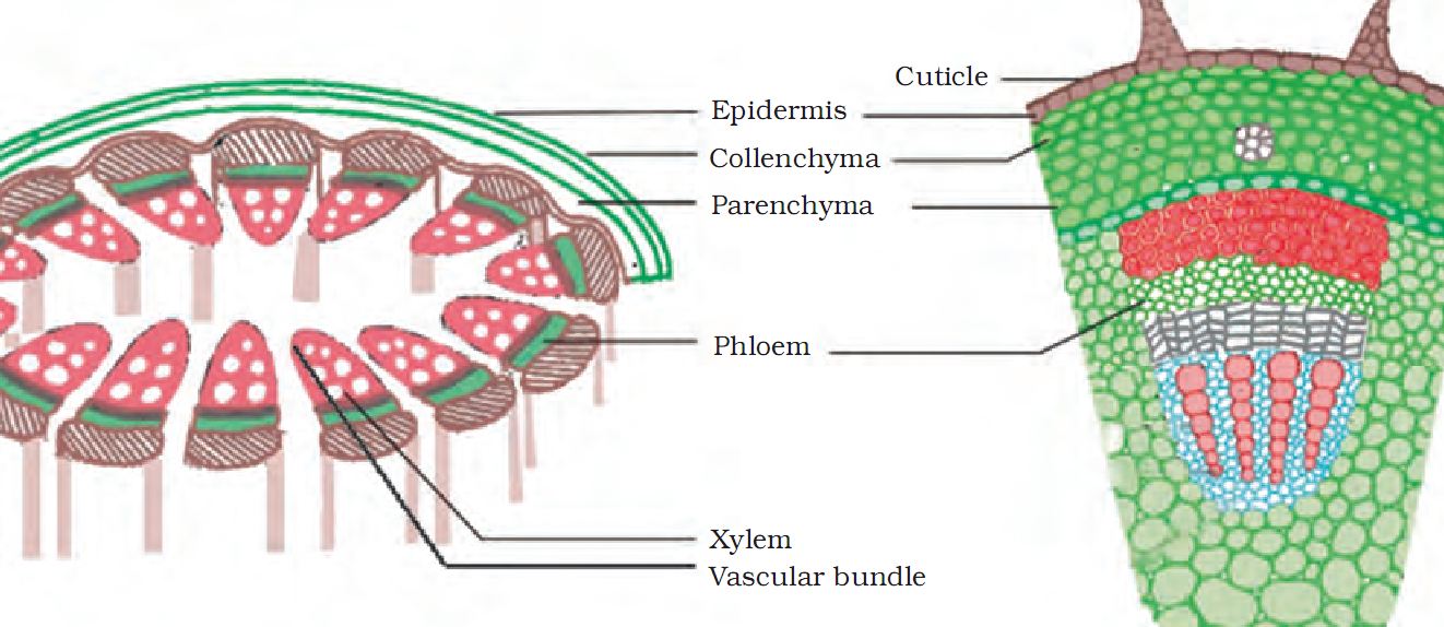 What Is Plant Tissue Class 9