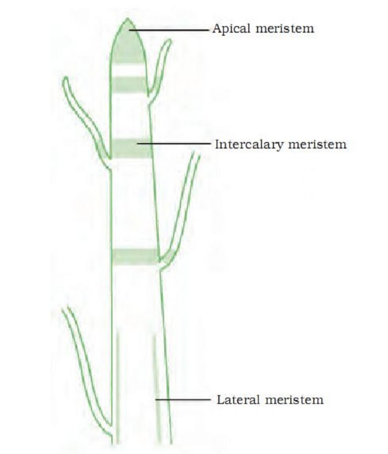 complex-permanent-tissue-phloem-lesson-science-state-board-class-9