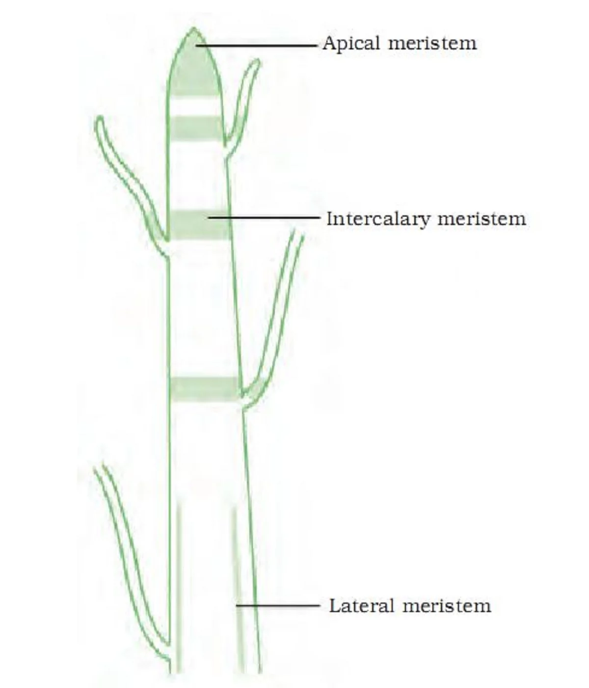 Plant tissues. Intercalary Meristem. Meristematic Tissue. Латерал меристем. Раневая меристема.