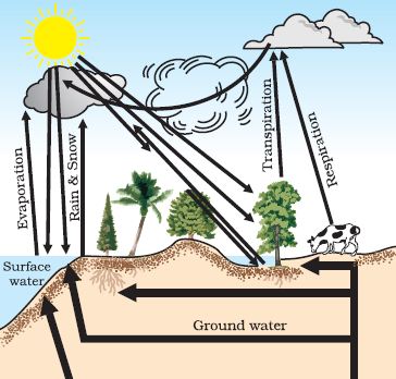 Natural Resources MCQ Class 9 Science - Studdy