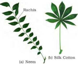 compound leaves image