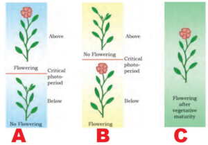 Plant Growth and Development MCQ
