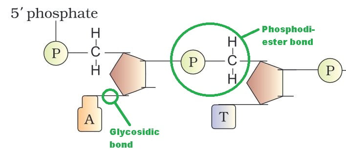 Molecular Basis Of Inheritance Mcq Chapter 6 Biology Studdy